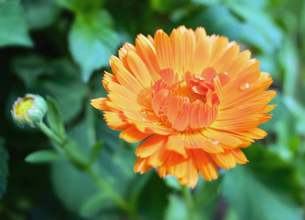 2100626 0872 RingelBlume