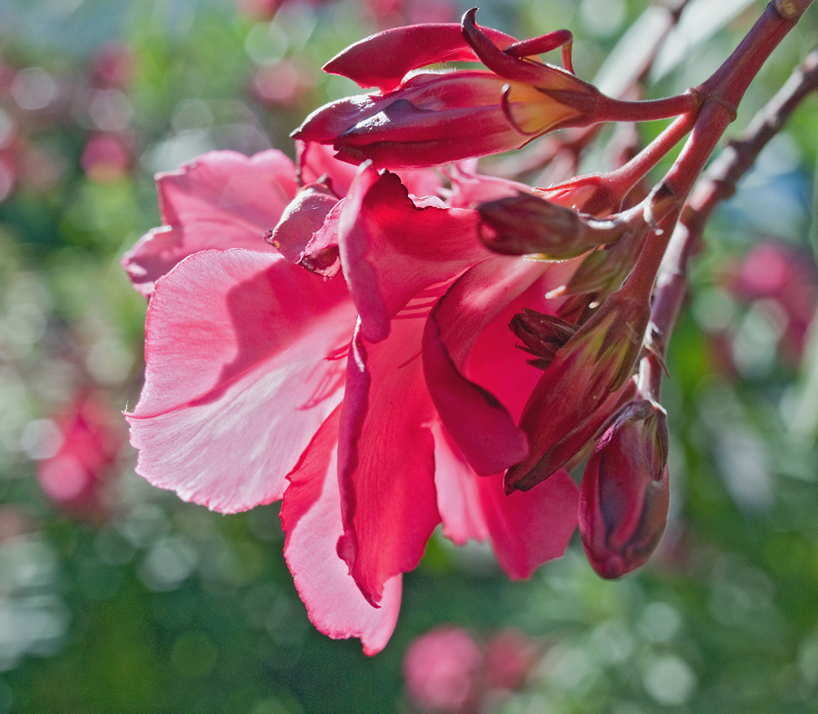 2100710 1012 Oleander WDW 900h