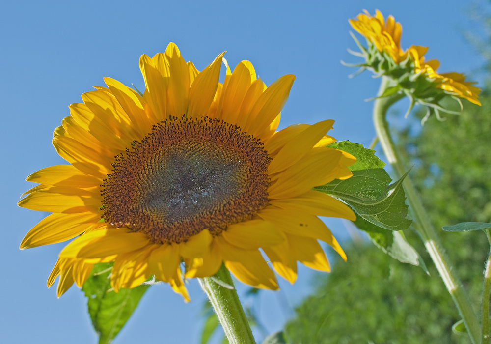 2100710 1027 SonnenBlume WDW 1000h