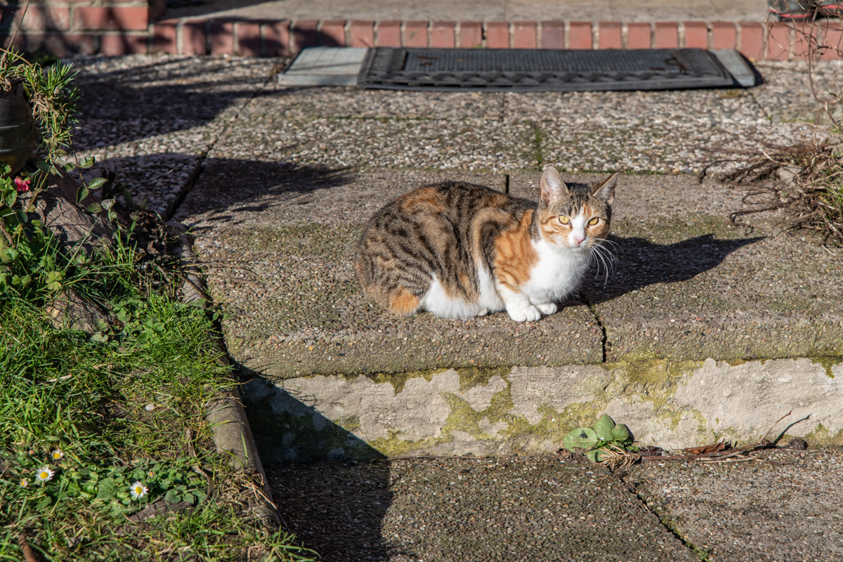 210126 Katzen Maihausen-1.jpg
