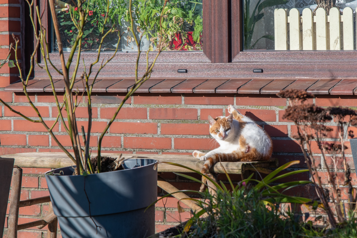 210126 Katzen Maihausen-3.jpg