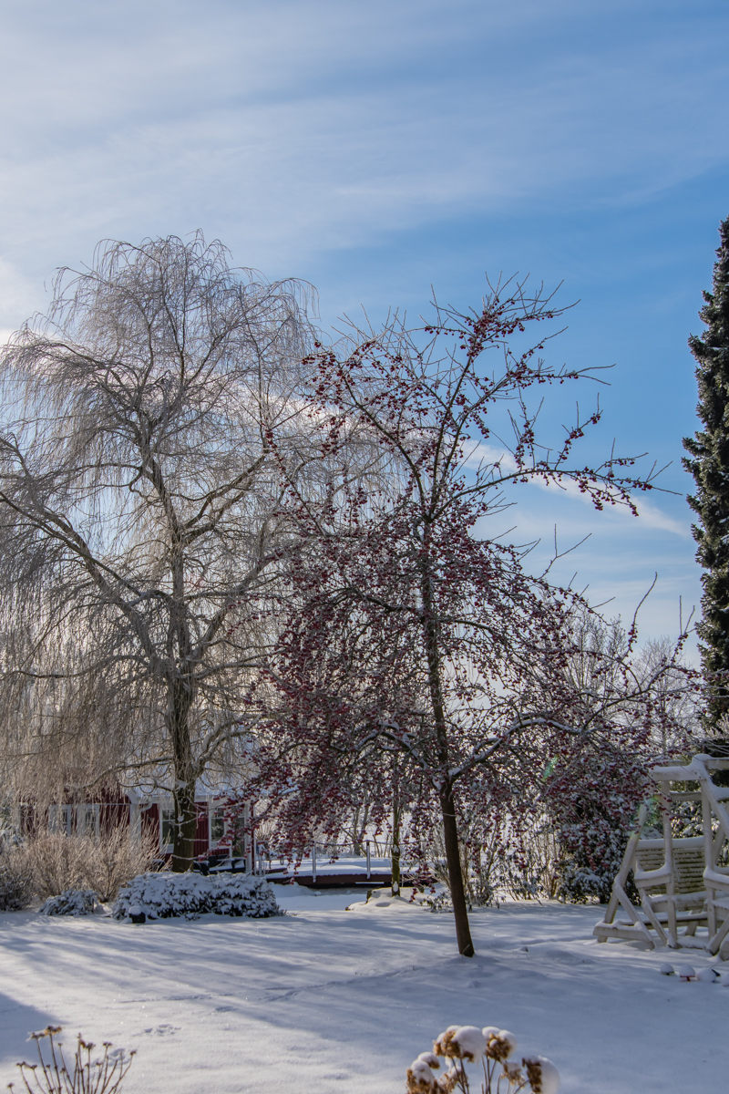 210210 Wacholderdrosseln-1.jpg