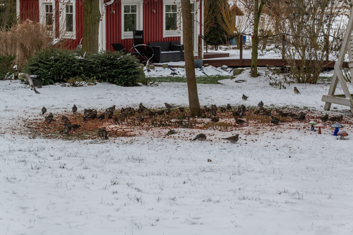 210210 Wacholderdrosseln-3.jpg