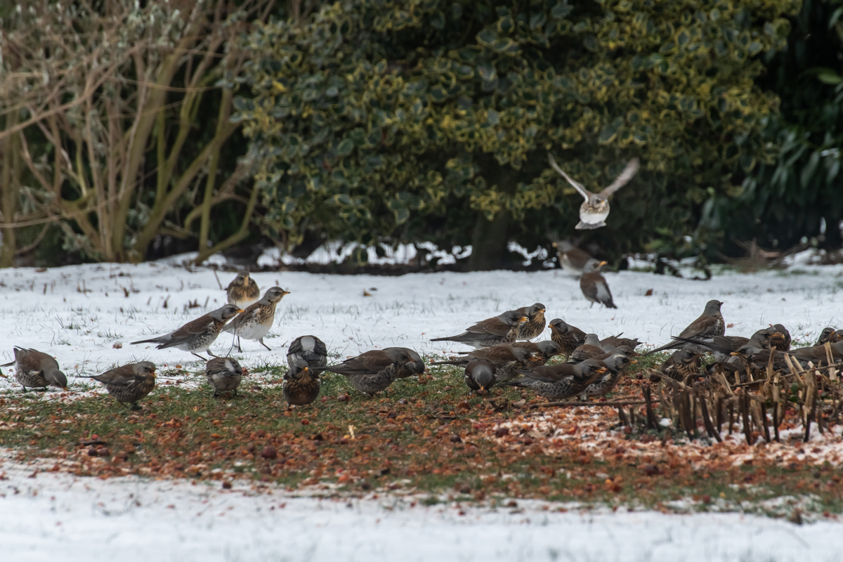 210210 Wacholderdrosseln-5.jpg