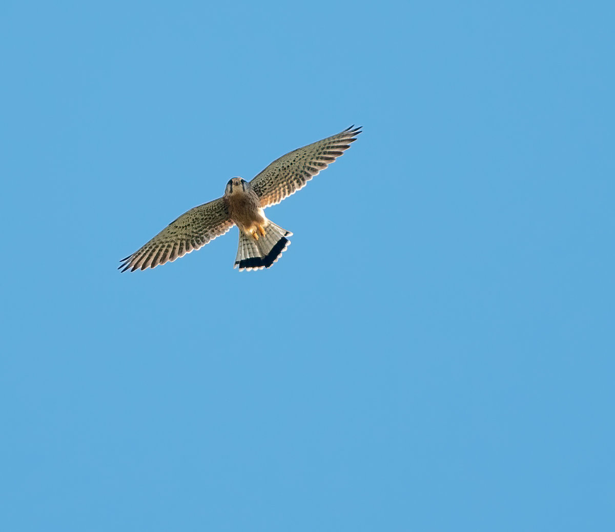 210404-kleinTurmfalke.jpg