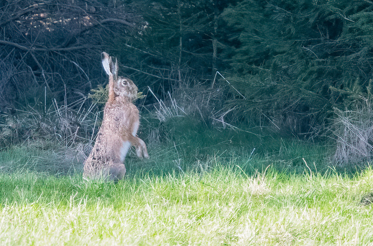 210423-Oberneukirchen, Hase.jpg