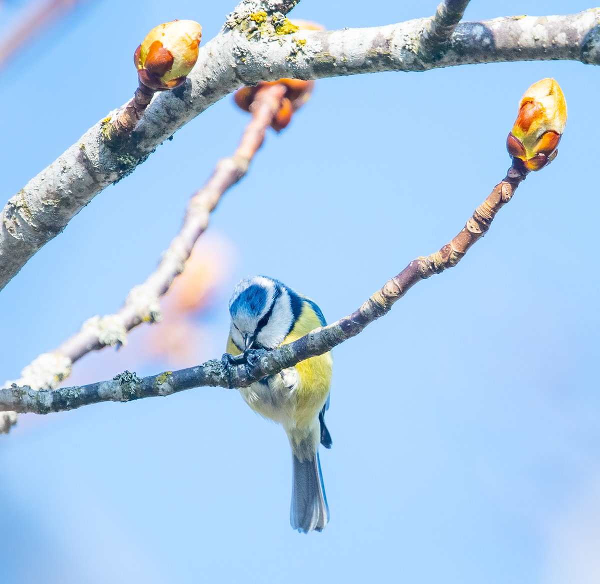 210423-Oberneukirchen, Kohlmeise.jpg