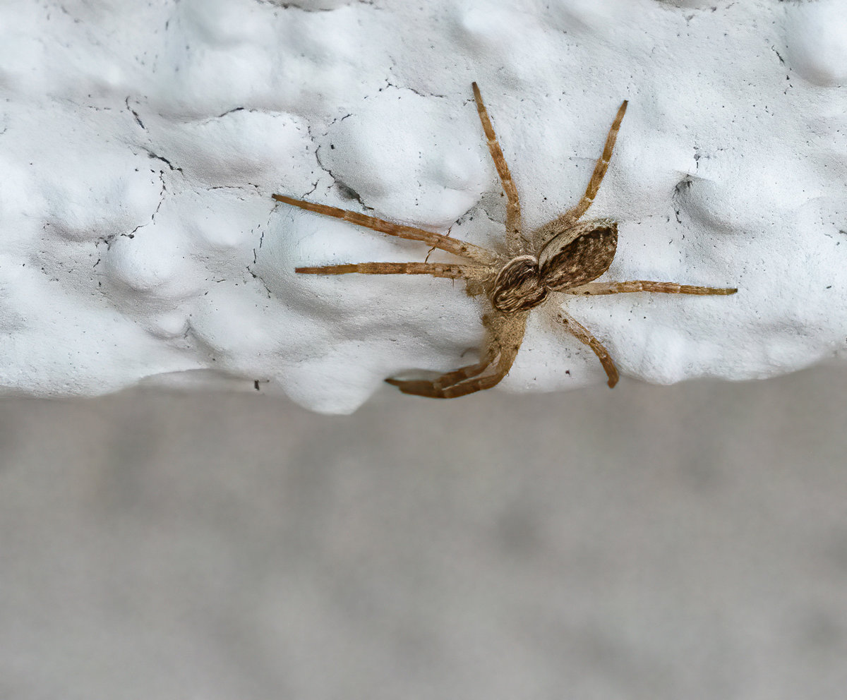 210424-Oberneukirchen, Spinne.jpg