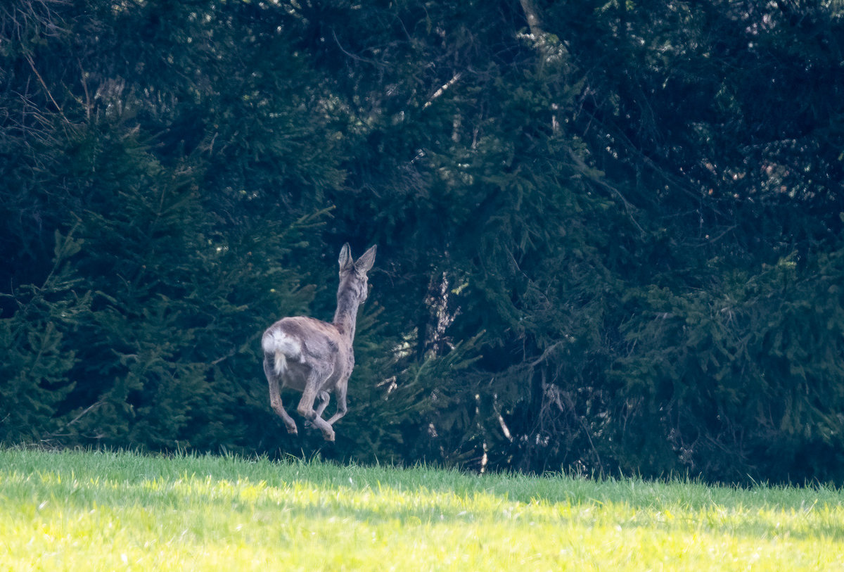 210425-Oberneukirchen, Reh in Flucht.jpg