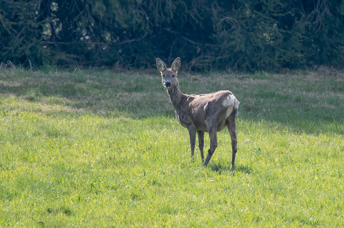 210425-Oberneukirchen, Reh.jpg