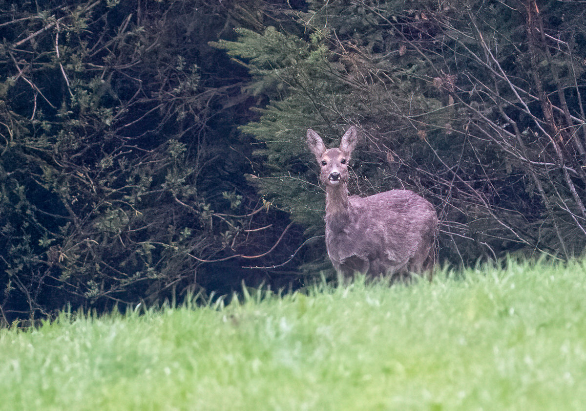 210502-Oberneukirchen, Doe, Portrait.jpg