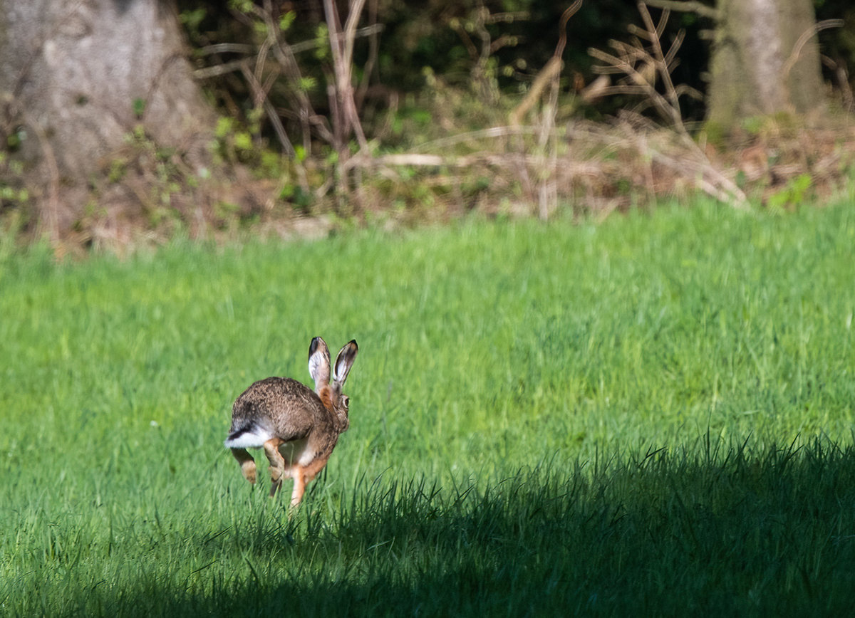 210508-Oberneukirchen, Hase auf der Flucht.jpg