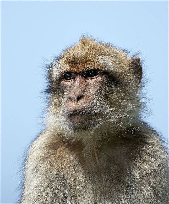 2110407 4684 Affe Gibraltar
