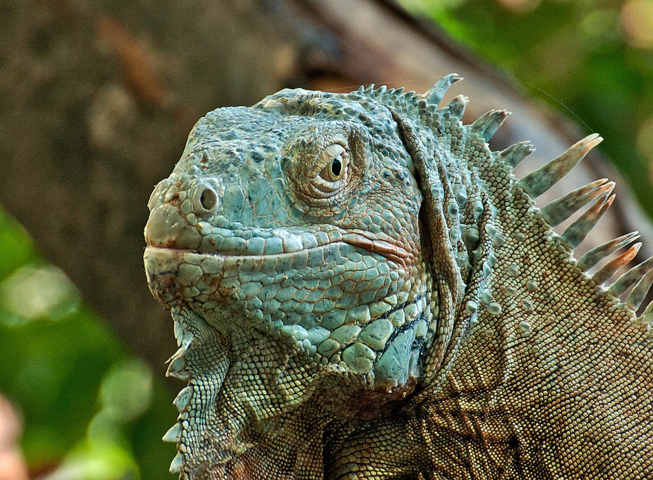 2110420 5140 Echse Zoo Linz 950h