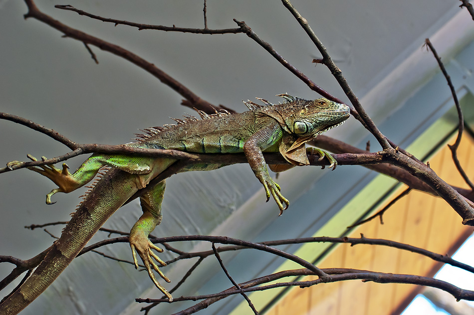 2110420 5150 Echse Zoo Linz 950h