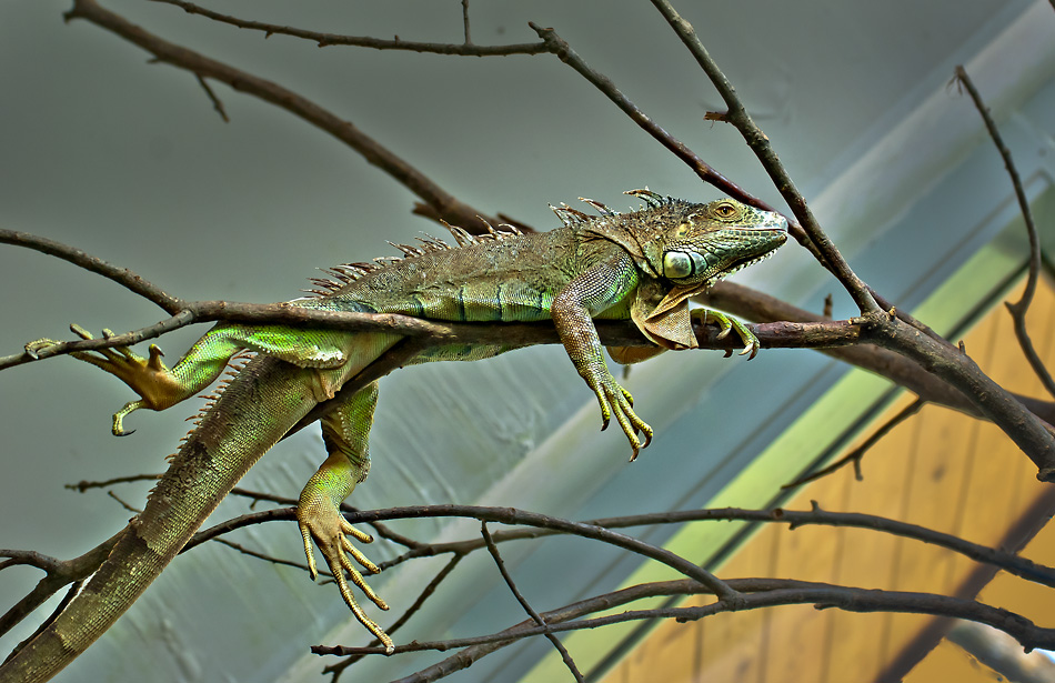 2110420 5150b Echse Zoo Linz 900h