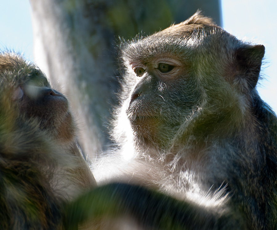 2110420 5160 Affe Zoo Linz
