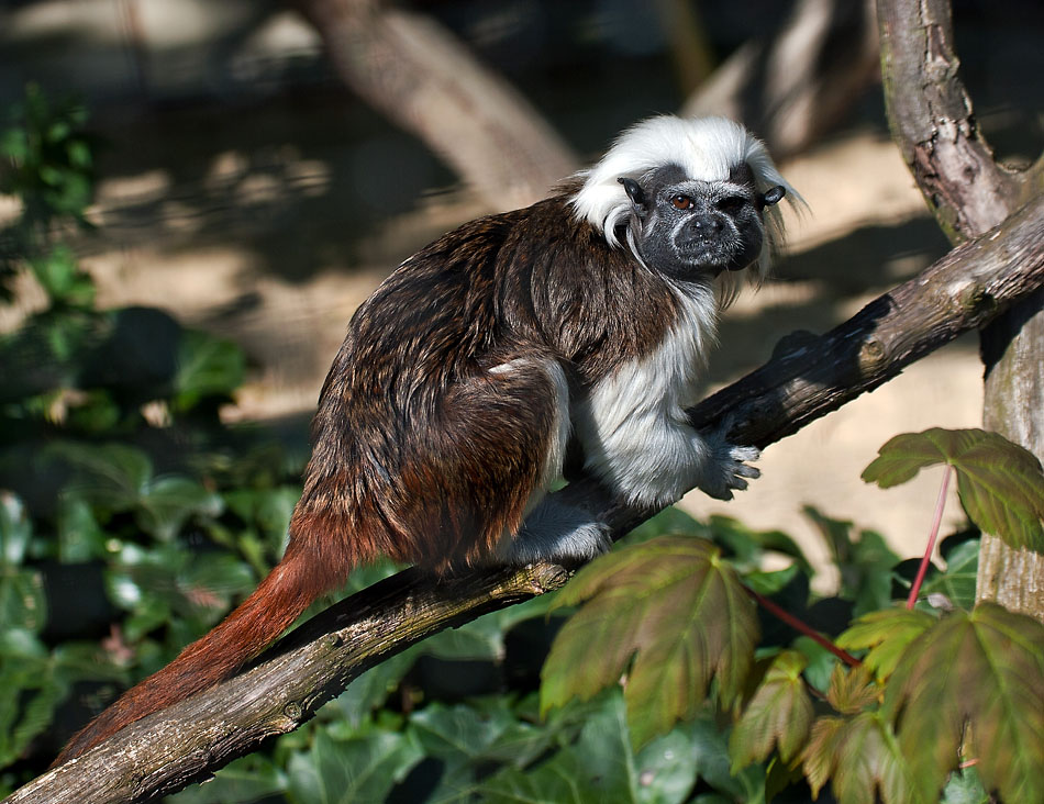 2110420 5164 Affe Zoo Linz