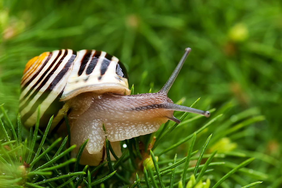 2110608 5437 Schnecke WDW 950h