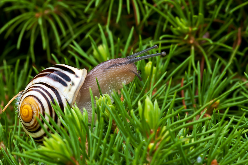 2110608 5452 Schnecke WDW 950h