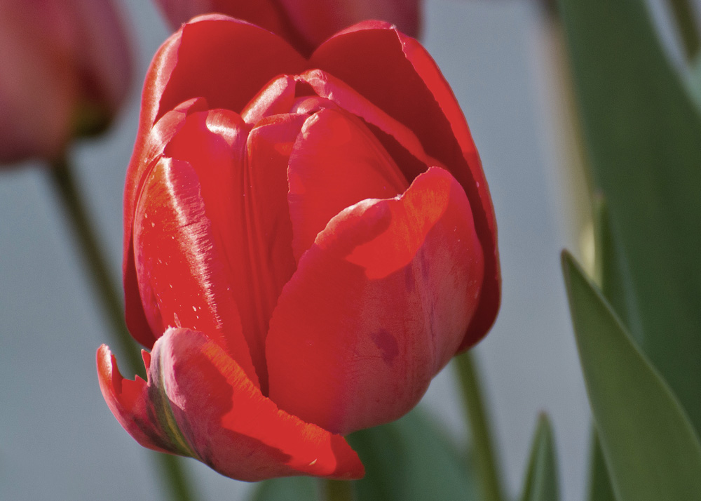 2120409 V1 2742 Tulpe WDW