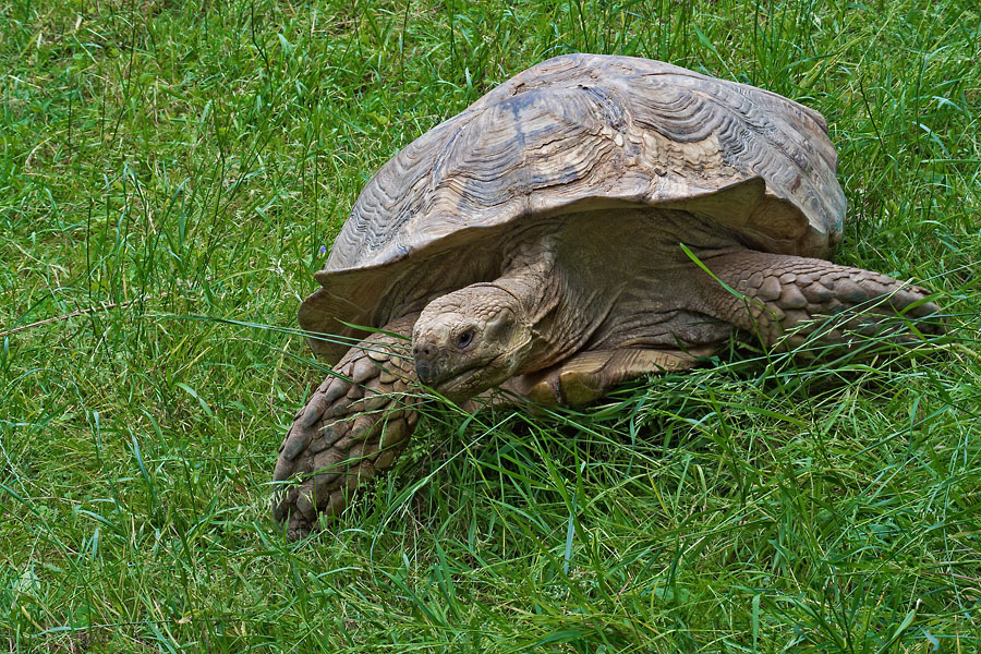 2120530 3618 Riesenschildkröte ZooLinz 900h