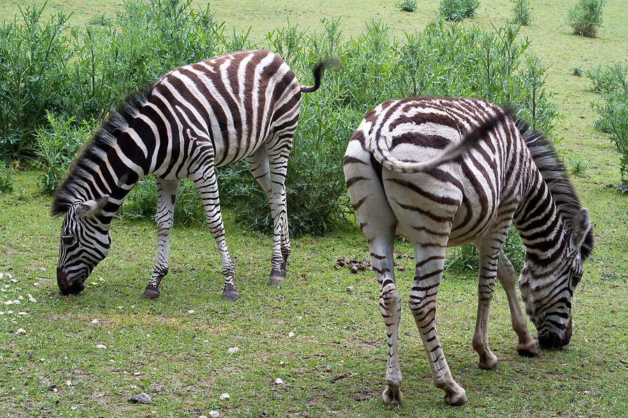 2120530 3648 Zebras ZooLinz 900h
