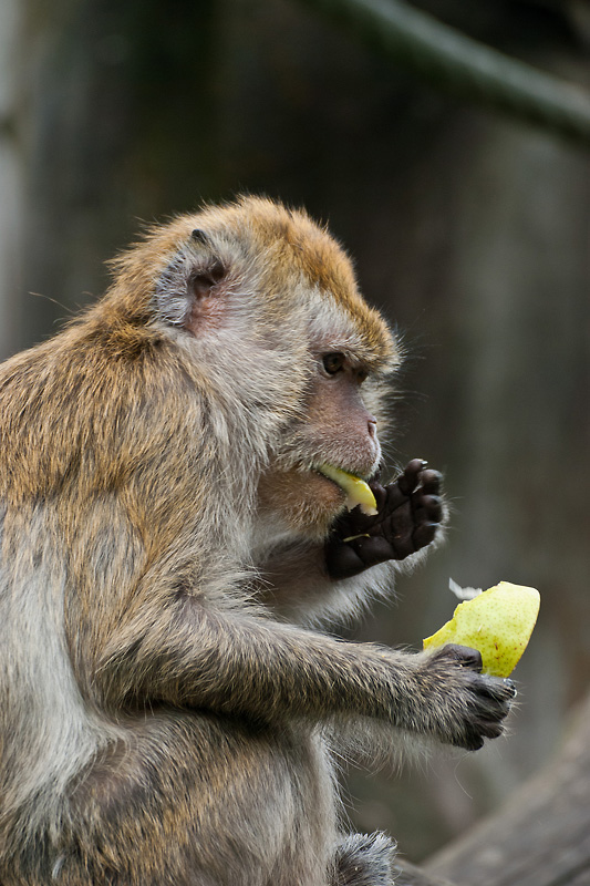 2120530 6506 Affe Zoo Linz 800v