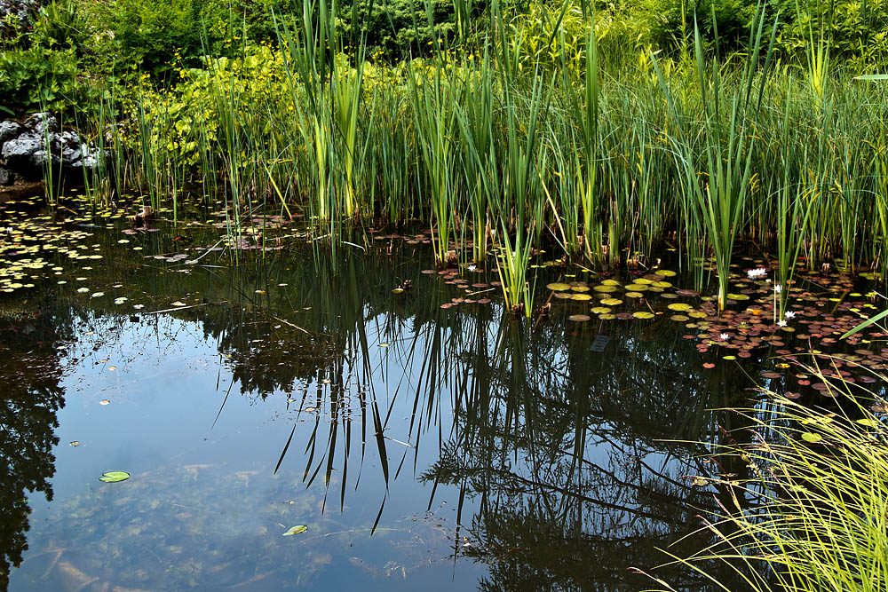 2120531 3676 Teich Garten Linz