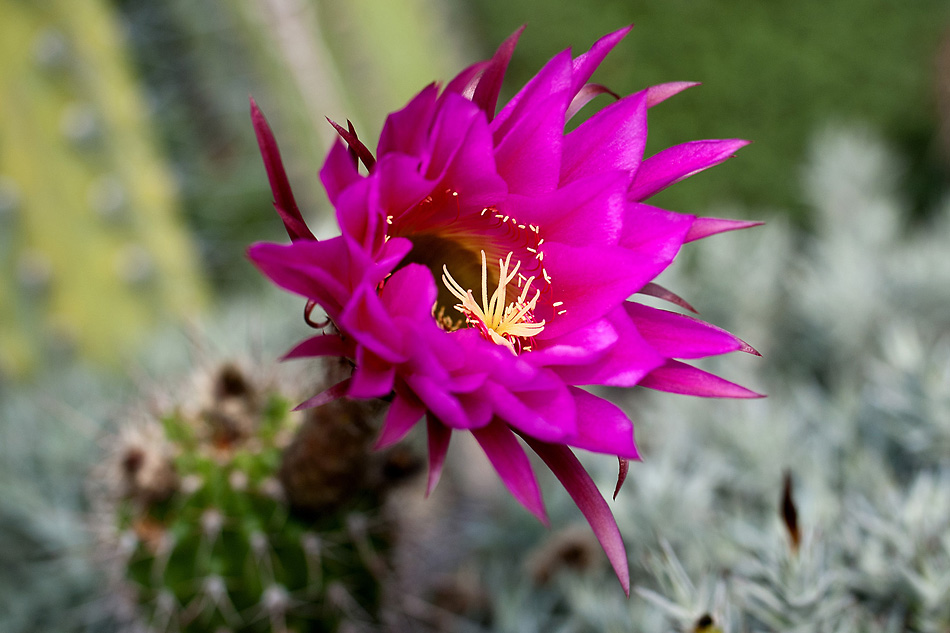 2120531 6628 Kaktus BotGarten Linz 950h