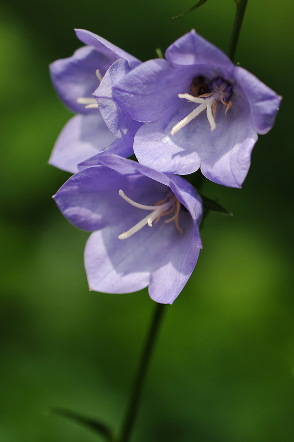 2120531 D80 6551 BotGarten Linz
