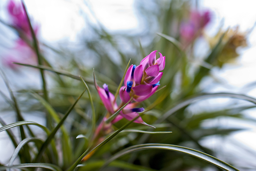 2120531 D80 6613 xxx BotGarten Linz