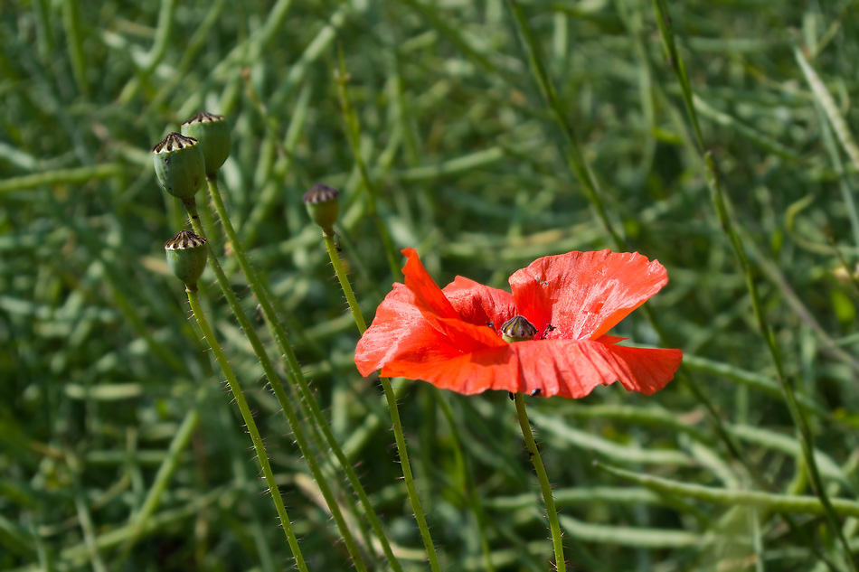 2120603 3721 Mohnblume 950h