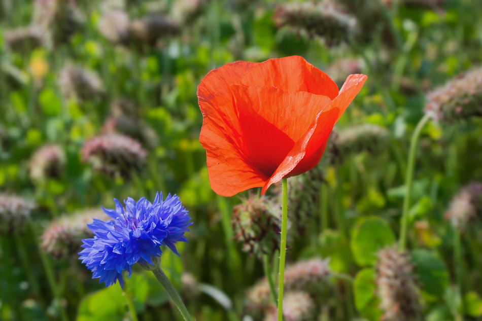2120603 3729 Mohn StrohBlume 950h