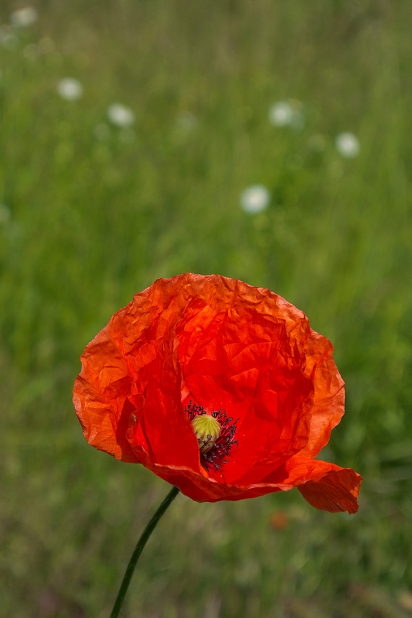 2120603 3736 Mohnblume 900v
