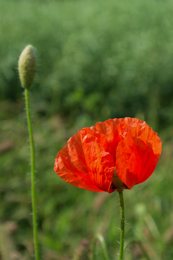 2120603 3737 Mohnblume 900v