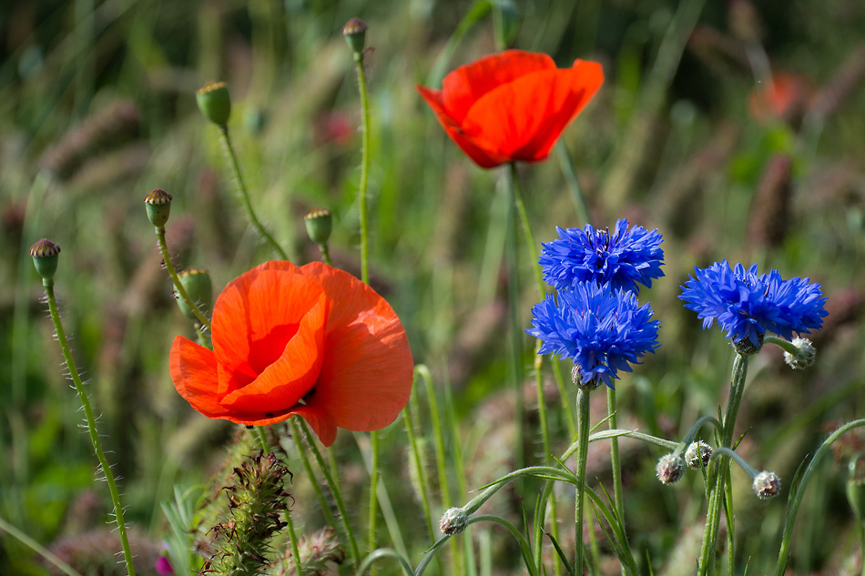 2120603 3746 Mohn StrohBlumen 950h