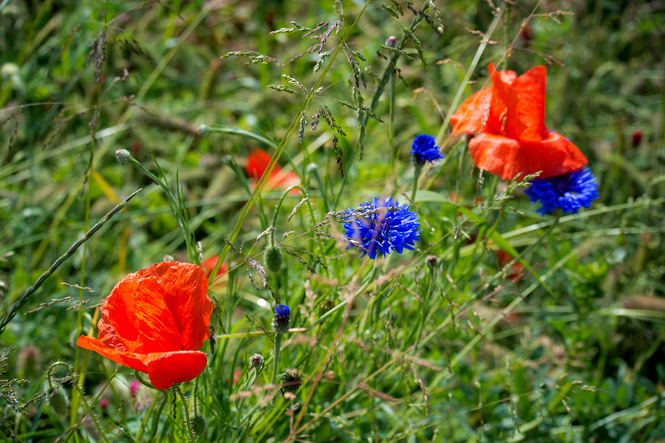 2120603 3749 Mohn StrohBlumen