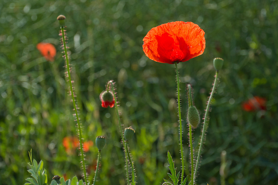 2120603 3751 Mohn StrohBlumen 950