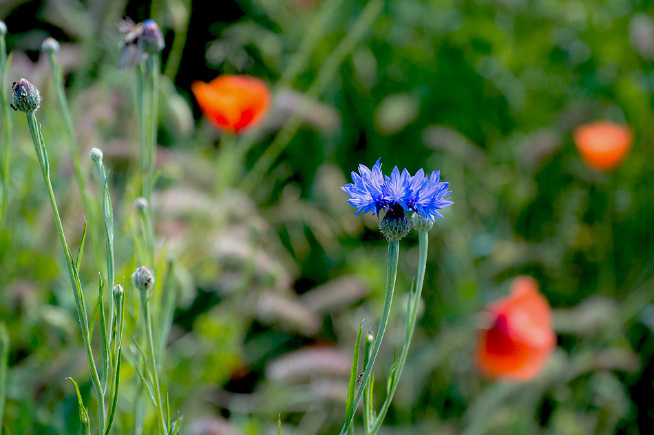 2120603 3754 Mohn StrohBlumen 950