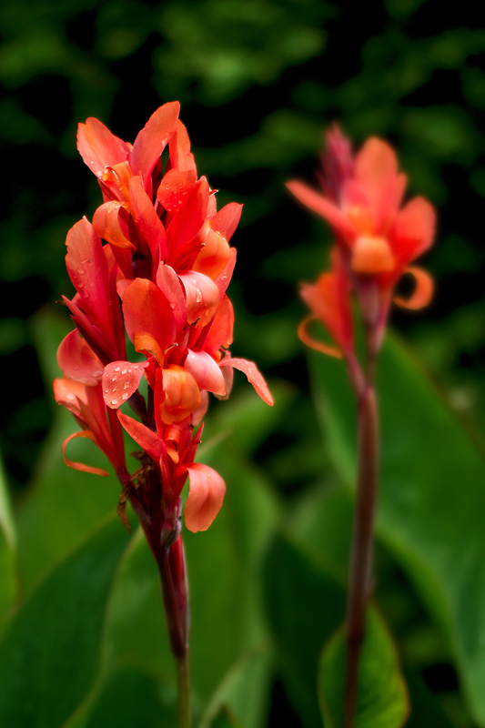 2120721 V1 5002 Canna WDW