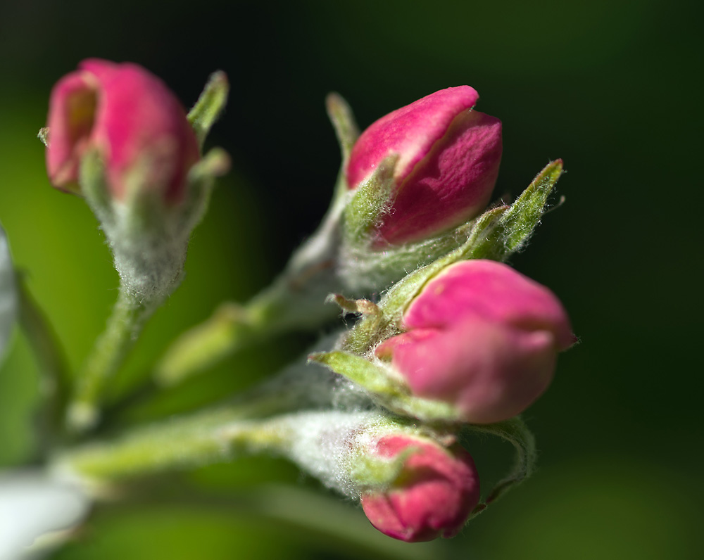 2130504 1119 Apfelblüte WDW