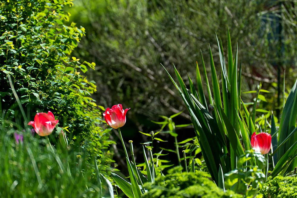 2130504 1136 Tulpen WDW