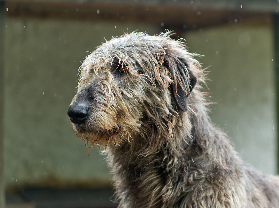 2130528 1718 Wolfshund