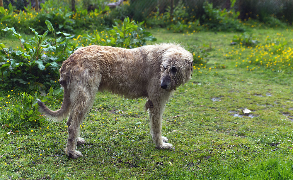 2130528 1726 Wolfshund