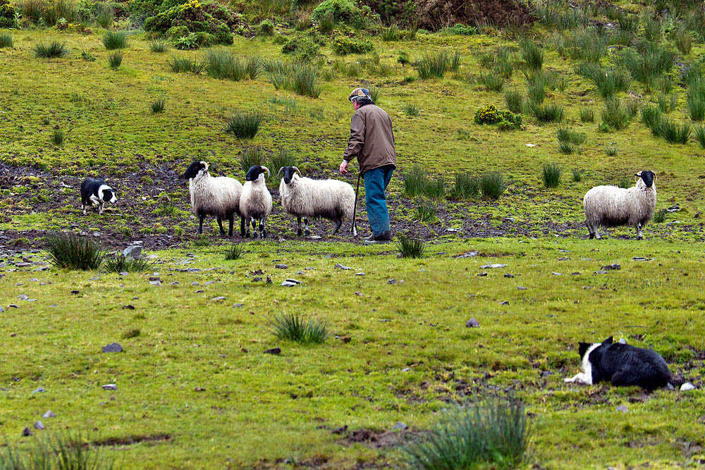 2130528 1761 Schafe BorderColli Meister