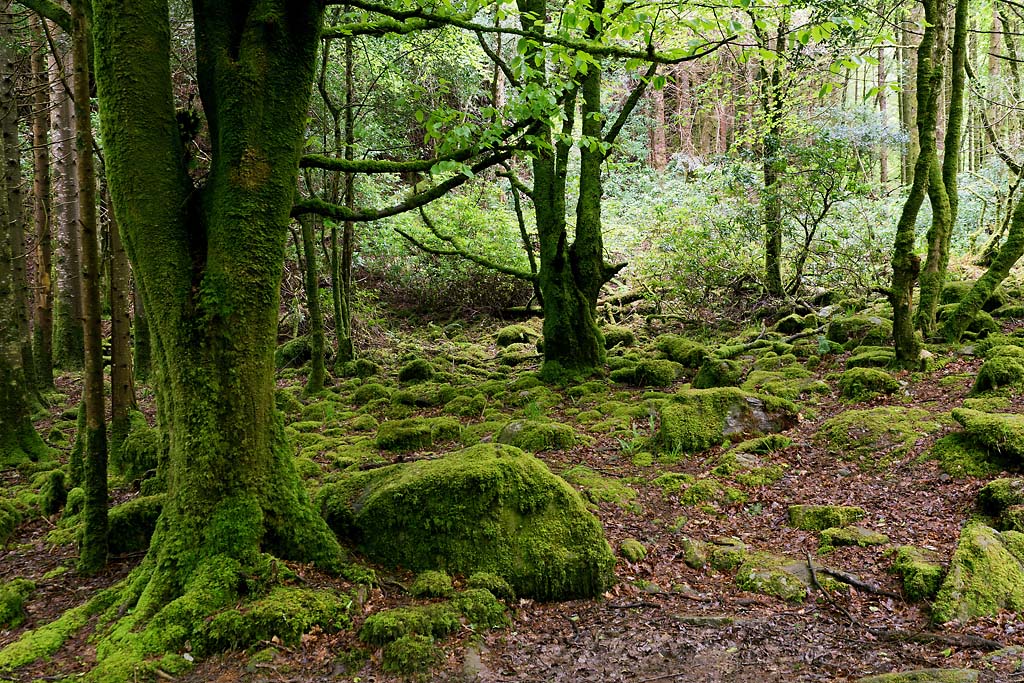 2130528 1850 Nationalpark Killarney 1024
