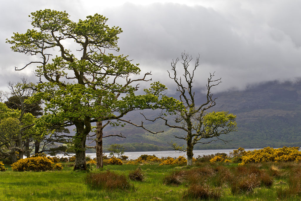 2130528 D6C 1868 Nationalpark Killarney 1024
