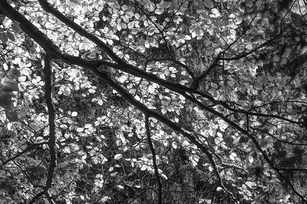 2141019 V3 2211 Buche Moorwald