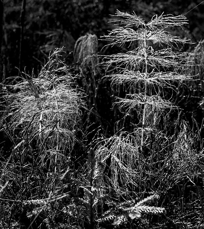 2141019 V3 2216 Moorwald